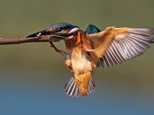 insect, humming-bird, hunting