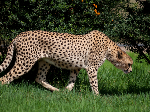 Meadow, hunting, trees, viewes, Cheetah