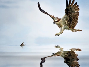 hunting, osprey, water