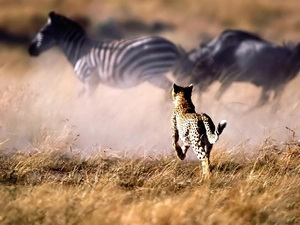 hunting, Cheetah, zebra