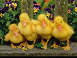 Hurdle, ducks, pansies