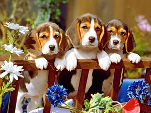 Hurdle, Three, Puppies