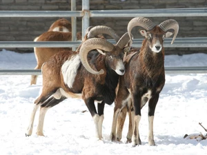 Hurdle, mouflon, snow