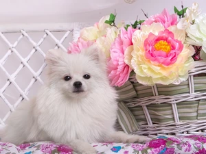 basket, Toy Spitz, Peonies, White, dog, Flowers, Hurdle