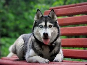 Bench, dog, Siberian Husky