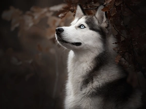 Bush, dog, Siberian Husky