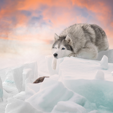 lumps, winter, Siberian Husky, snow, dog