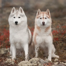 Two cars, Siberian Husky, Plants, Dogs