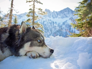 Siberian Husky, Mountains, snow, winter