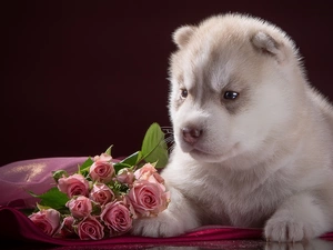 Puppy, Flowers, roses, Husky