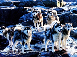rocks, puppies, Siberian Husky