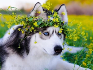 Siberian, Meadow, Flowers, Husky
