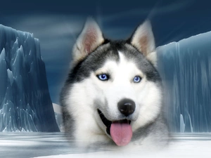 Siberian, Mountains, ice, Husky