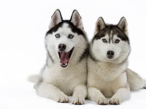 Siberian Husky, Two cars, puppies