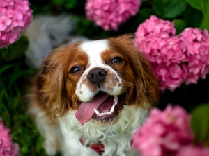 fuzzy, background, Pink, hydrangeas, Welsh Springer Spaniel