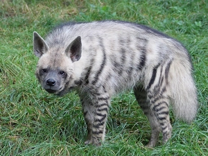 hyena, brindle