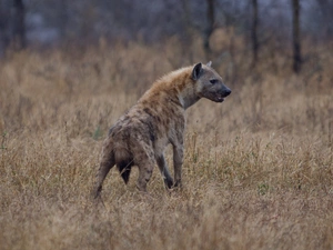 hyena, grass