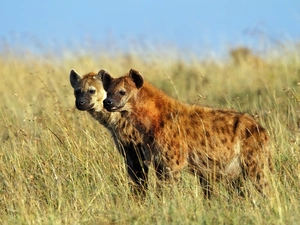 hyena