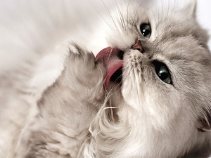 hygiene, White, kitten