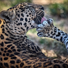 wild, Leopards, hygiene, cat