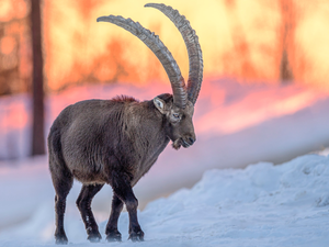 ibex, snow