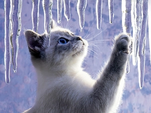 ice, cat, icicle