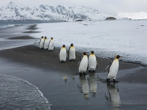 Icebergs, winter, penguin