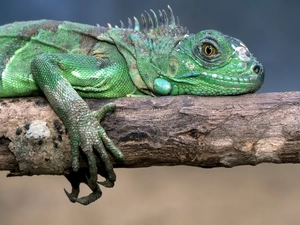 Iguana, branch