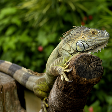 trees, viewes, Green Iguana, trunk, Iguana