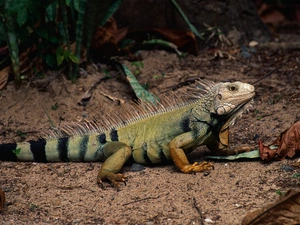 Iguana, Leaf