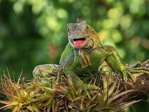 trunk, Plants, Green Iguana, Iguana, lizard