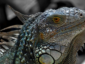 Iguana, rapprochement