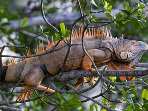 Iguana, trees