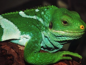 Iguana, green, White