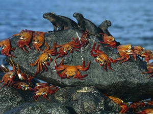 iguanas, Crabs, Three