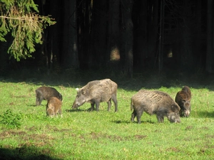 forest, wild, car in the meadow