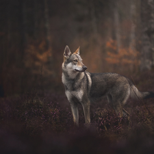 dog, forest, car in the meadow, Czechoslovakian Wolfdog