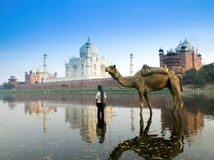 india, Camel, Agra