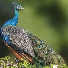 Indian Peacock, tail