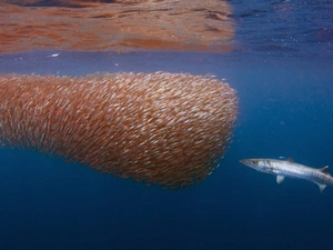 atack, shoal, sea, indonesia, barracuda, herrings