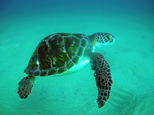 indonesia, turtle, water
