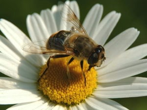 bee, Chrysanthemum appropriate, inflorescence