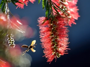 Callistemon, wasp, Close, inflorescence