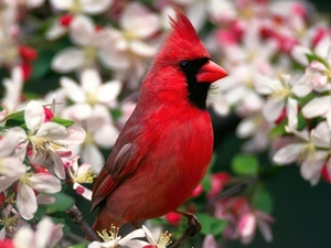 cardinal, trees, viewes, inflorescence