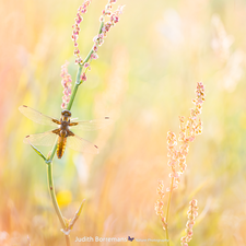 plant, Insect, Broad-bodied Chaser