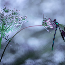 plant, Daucus Carota, dragon-fly, Banded Demoiselle, Insect