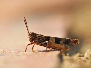 Insect, grasshopper, cricket