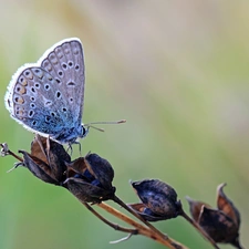 Insect, butterfly, Dusky