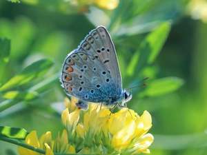 butterfly, female, Insect, Dusky Icarus