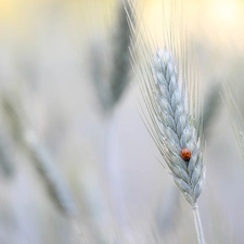 ladybird, corn, ear, Insect